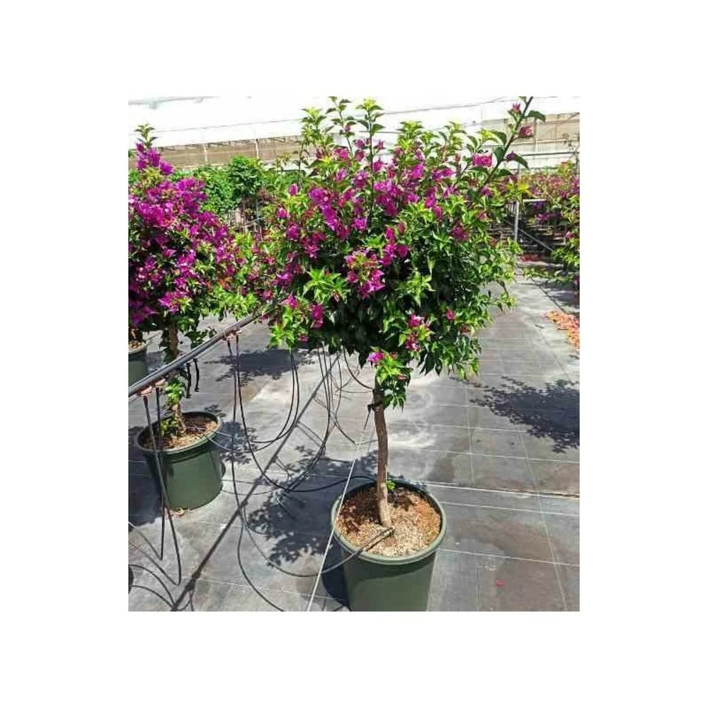 Bougainvillea Vera (bougainvillier Très Florifère) Taille Pot De 3.5l - 80/100cm 4 Bougainvillea Vera (bougainvillier Très Florifère) Taille Pot De 3.5l - 80/100cm – Image 4