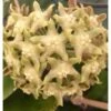 Hoya Lambii (fleur De Porcelaine, Fleur De Cire) Jaune - Taille Pot De 2 Litres - 20/40 Cm