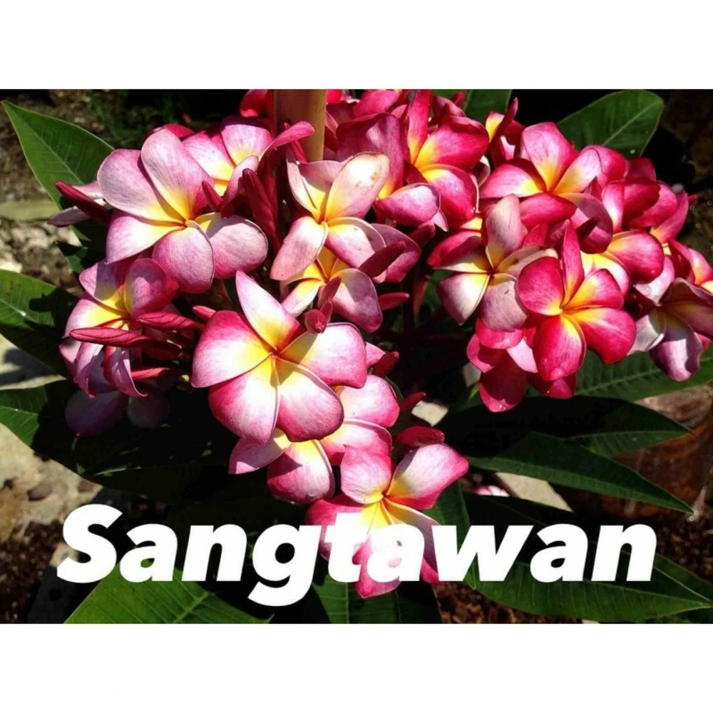 Plumeria Rubra "sangtawan" (frangipanier) Taille Pot De 2 Litres ? 20/30 Cm - Blanc/jaune/rose 1 Plumeria Rubra "sangtawan" (frangipanier) Taille Pot De 2 Litres ? 20/30 Cm - Blanc/jaune/rose