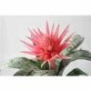 Aechmea Fasciata Taille Pot De 2 Litres - 50/70 Cm