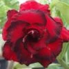 Adenium Obesum Cv.dang Hunsadee Rouge - Taille Caudex D'environ 300g 20/25cm