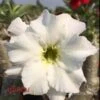 Adenium Obesum Cv. Unicorn Blanc - Taille Caudex D'environ 2000g 25/30cm Très Gros Caudex