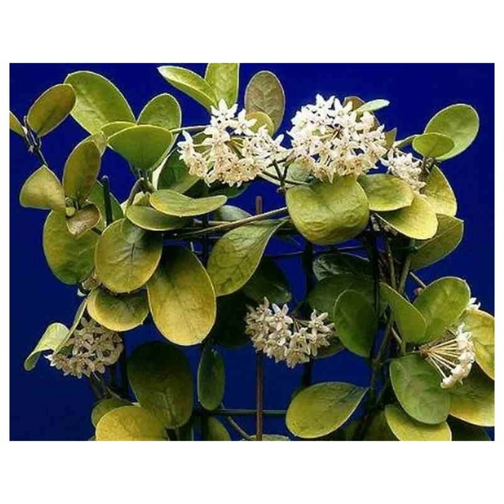 Hoya Australis (fleur De Porcelaine, Fleur De Cire) Taille Pot De 2 Litres - 20/40 Cm - Blanc Et Rose 3 Hoya Australis (fleur De Porcelaine, Fleur De Cire) Taille Pot De 2 Litres - 20/40 Cm - Blanc Et Rose – Image 3