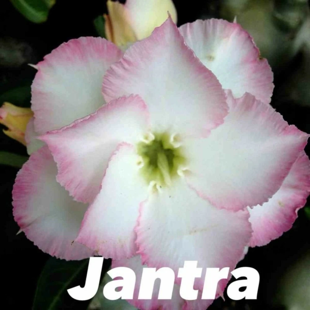 Adenium Obesum Cv.jantra Blanc Et Rose - Taille Caudex D'environ 300g 20/25cm 1 Adenium Obesum Cv.jantra Blanc Et Rose - Taille Caudex D'environ 300g 20/25cm