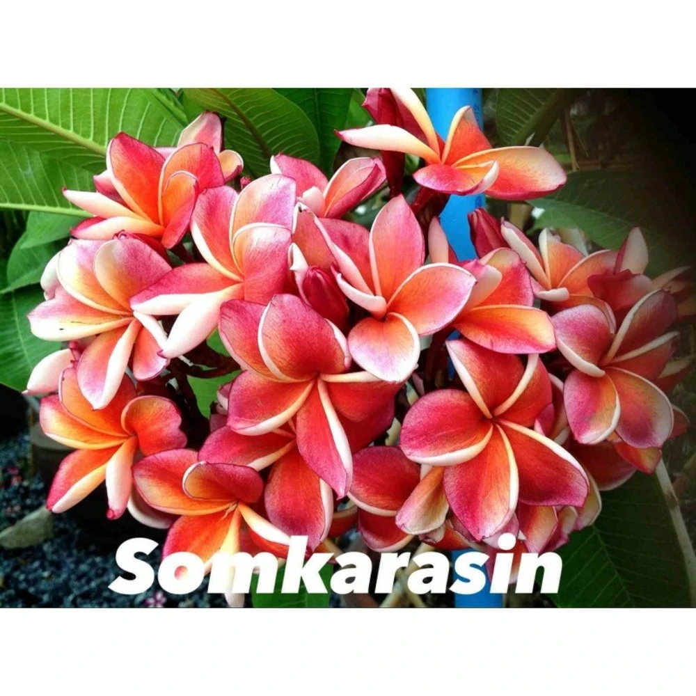 Plumeria Rubra "somkarasin" (frangipanier) Orange - Taille Pot De 2 Litres ? 20/30 Cm 1 Plumeria Rubra "somkarasin" (frangipanier) Orange - Taille Pot De 2 Litres ? 20/30 Cm