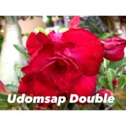 Adenium Obesum Cv. Udomsap Double Rouge - Taille Caudex D'environ 150g