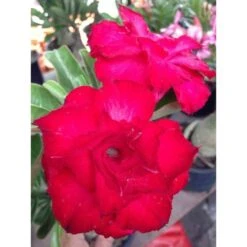Adenium Obesum Cv. Veitnum Red Rouge - Taille Caudex D'environ 2000g 25/30cm Très Gros Caudex