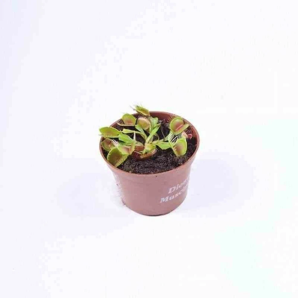 Dionaea Muscipula (dionée, Attrape-mouches De Vénus) Taille Pot De 0.7 Litre 1 Dionaea Muscipula (dionée, Attrape-mouches De Vénus) Taille Pot De 0.7 Litre