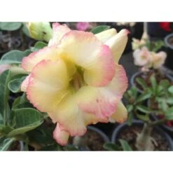 Adenium Obesum Cv.banburi Yellow Jaune Rose - Taille Caudex D'environ 2000g 25/30cm Très Gros Caudex