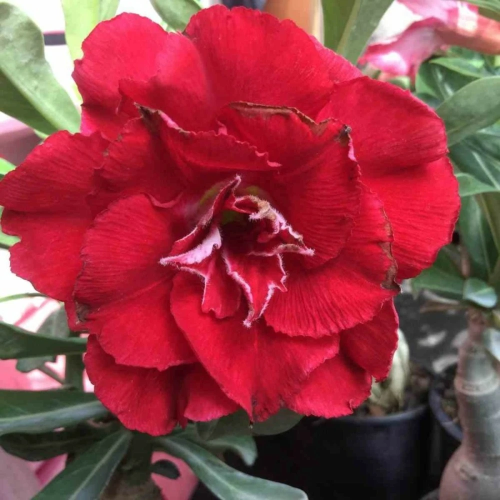 Adenium Obesum Cv.nakarad Red Rouge - Taille Caudex D'environ 300g 20/25cm 2 Adenium Obesum Cv.nakarad Red Rouge - Taille Caudex D'environ 300g 20/25cm – Image 2