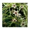 Hoya Retusa (fleur De Porcelaine, Fleur De Cire) Taille Pot De 2 Litres - 20/40 Cm - Blanc Et Rose