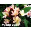 Plumeria Rubra "puang Yuk" (frangipanier) Jaune - Taille Pot De 2 Litres ? 20/30 Cm
