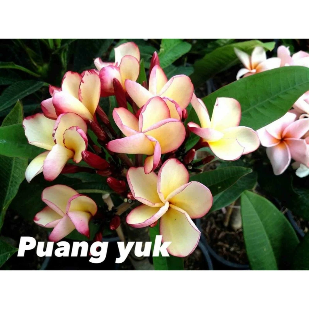 Plumeria Rubra "puang Yuk" (frangipanier) Jaune - Taille Pot De 2 Litres ? 20/30 Cm 1 Plumeria Rubra "puang Yuk" (frangipanier) Jaune - Taille Pot De 2 Litres ? 20/30 Cm