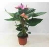 Anthurium Andreanum Rose Cavalli (anthure Flamant Rose, Langue De Feu) Taille Pot De 1 Litre- 40/60cm