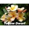 Plumeria Rubra "dwarf Yellow" (frangipanier) Taille Pot De 2 Litres ? 20/30 Cm - Jaune Et Blanc