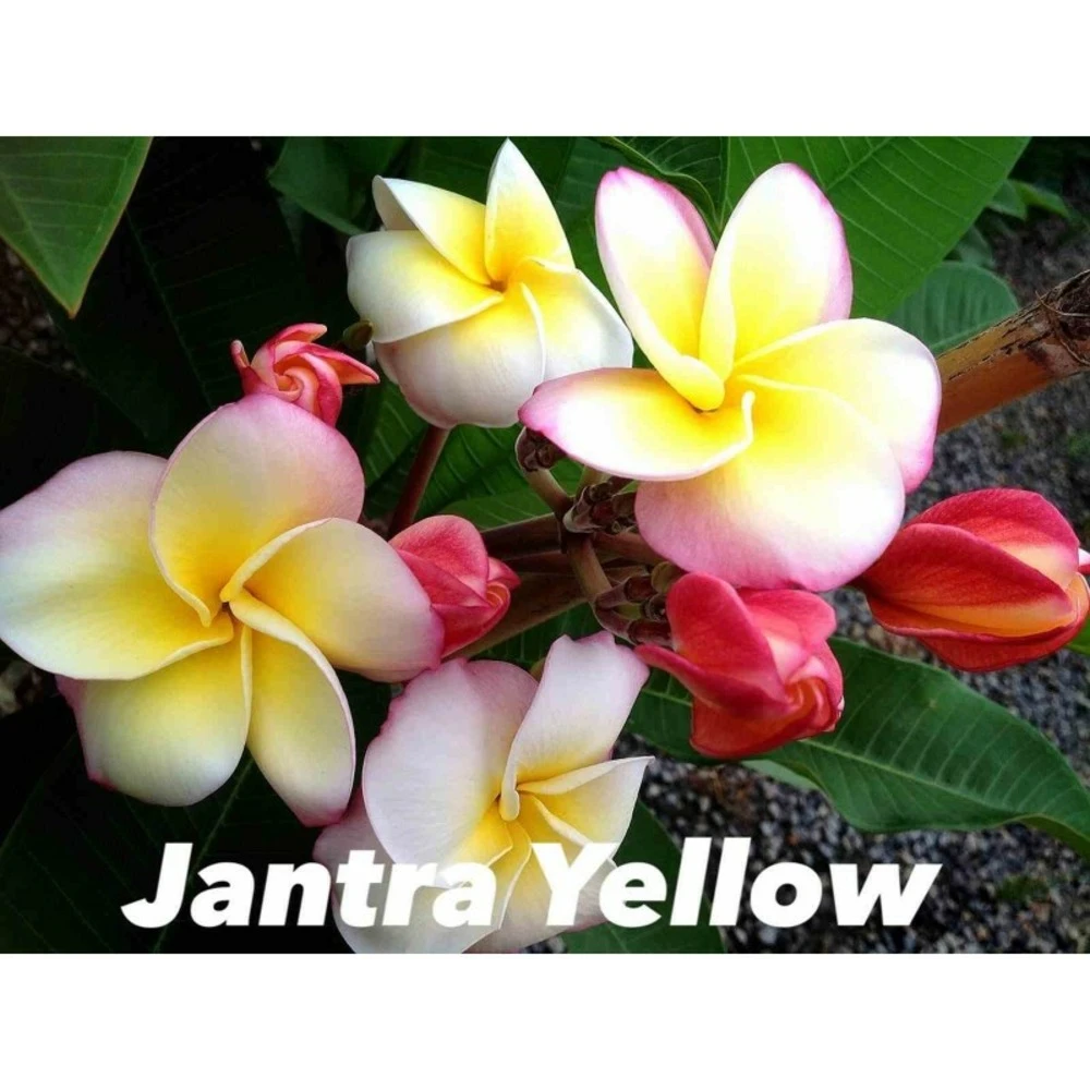 Plumeria Rubra "jantra Yellow" (frangipanier) Taille Pot De 2 Litres ? 20/30 Cm - Tricolor 1 Plumeria Rubra "jantra Yellow" (frangipanier) Taille Pot De 2 Litres ? 20/30 Cm - Tricolor