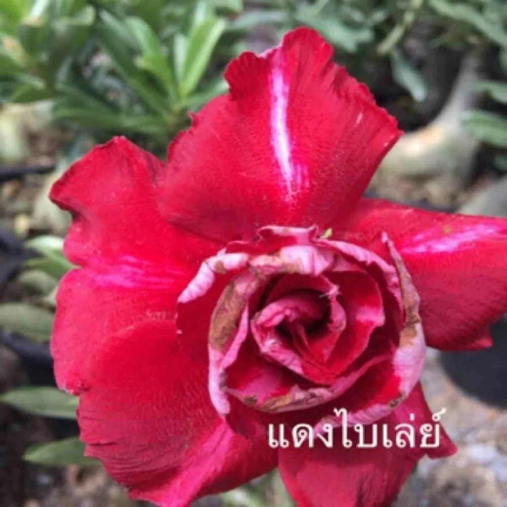 Adenium Obesum Cv.bai Lay Red Rouge - Taille Caudex D'environ 300g 20/25cm 1 Adenium Obesum Cv.bai Lay Red Rouge - Taille Caudex D'environ 300g 20/25cm