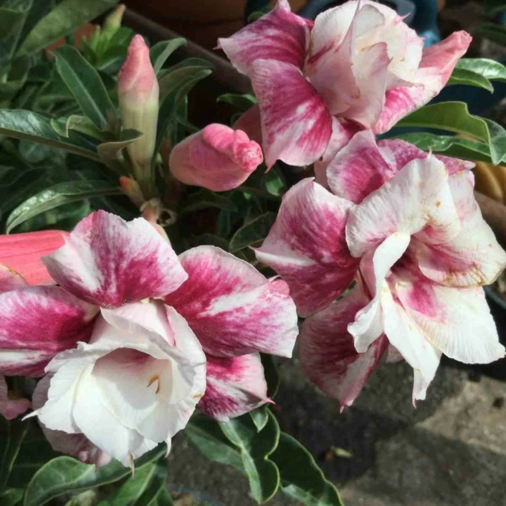 Adenium Obesum Cv.muang Prasertsri Blanc Et Rose - Taille Caudex D'environ 150g 1 Adenium Obesum Cv.muang Prasertsri Blanc Et Rose - Taille Caudex D'environ 150g