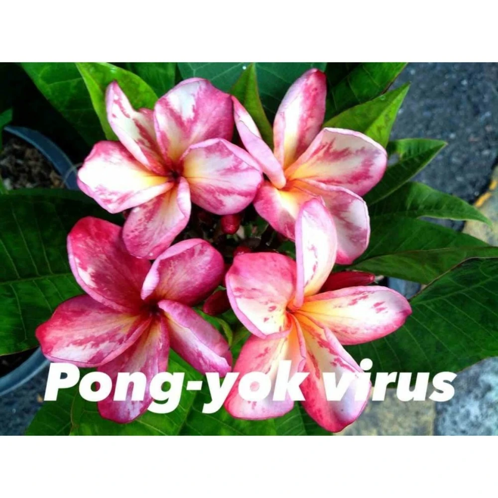Plumeria Rubra "pong Yok Virus" (frangipanier) Taille Pot De 2 Litres ? 20/30 Cm - Blanc/jaune/rose 1 Plumeria Rubra "pong Yok Virus" (frangipanier) Taille Pot De 2 Litres ? 20/30 Cm - Blanc/jaune/rose