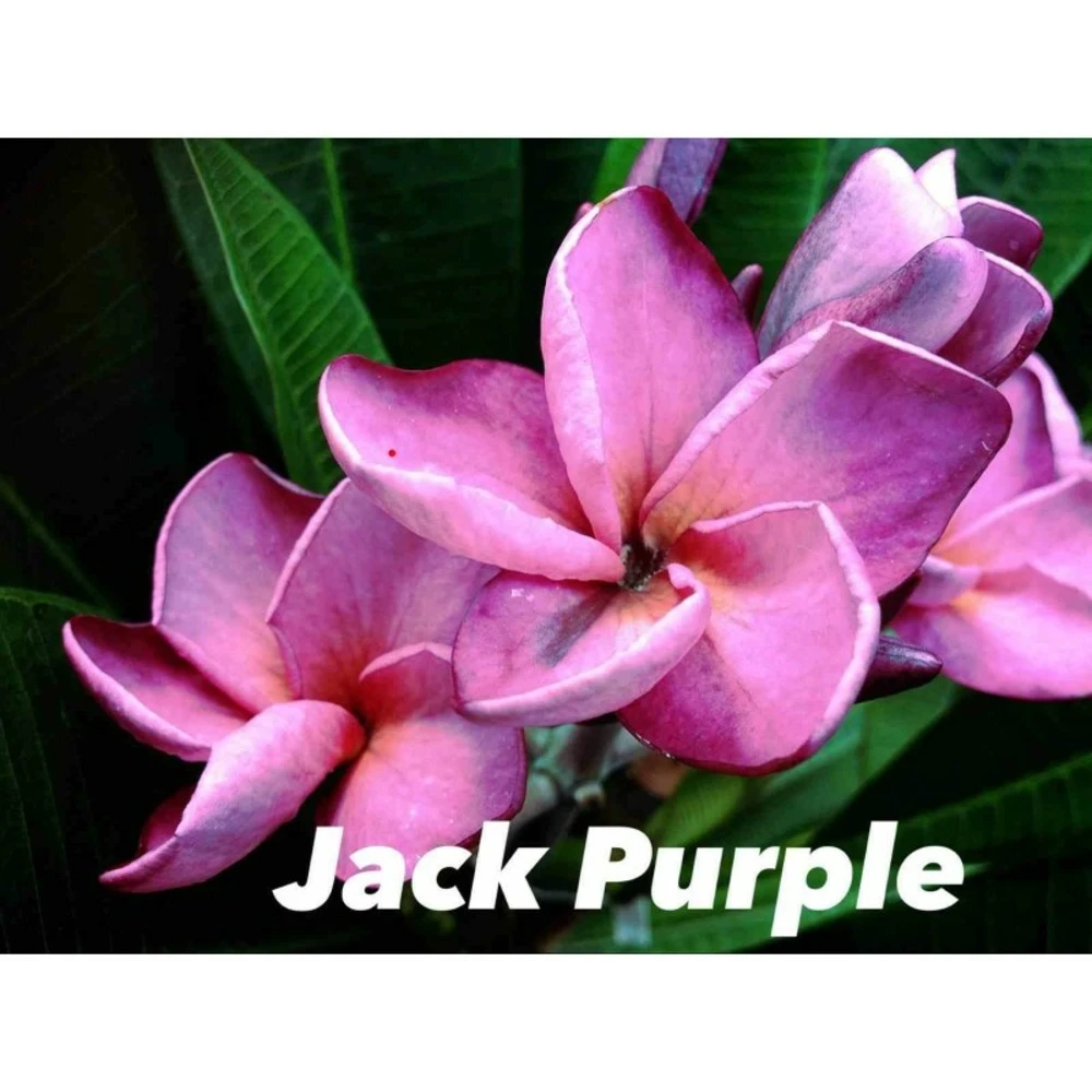 Plumeria Rubra "jack Purple" (frangipanier) Taille Pot De 2 Litres ? 20/30 Cm - Violet 1 Plumeria Rubra "jack Purple" (frangipanier) Taille Pot De 2 Litres ? 20/30 Cm - Violet