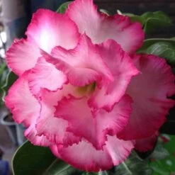 Adenium Obesum Cv.leera Pink Rose - Taille Caudex D'environ 2000g 25/30cm Très Gros Caudex 5 Adenium Obesum Cv.leera Pink Rose - Taille Caudex D'environ 2000g 25/30cm Très Gros Caudex -Emerald Soldes 640392709072b9.77914325