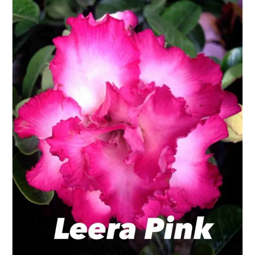 Adenium Obesum Cv.leera Pink Rose - Taille Caudex D'environ 2000g 25/30cm Très Gros Caudex 2 Adenium Obesum Cv.leera Pink Rose - Taille Caudex D'environ 2000g 25/30cm Très Gros Caudex – Image 2