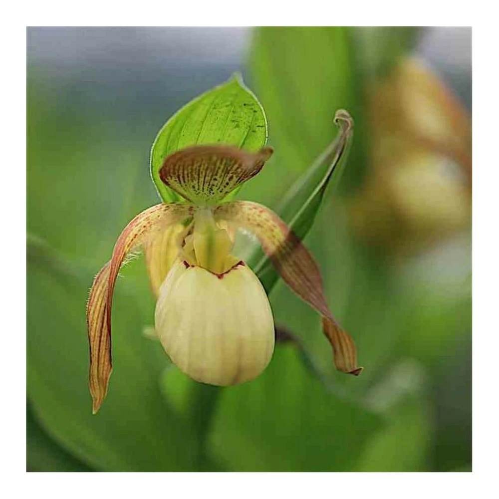 Cypripedium "victoria" (orchidées Terrestres) Taille Pot De 1 Litre - 0/60 Cm 1 Cypripedium "victoria" (orchidées Terrestres) Taille Pot De 1 Litre - 0/60 Cm