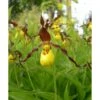 Cypripedium Parviflorum (orchidées Terrestres) Taille Pot De 1 Litre - 0/40 Cm