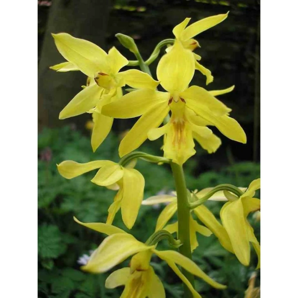 Calanthe Sieboldiana Jaune - Taille Pot De 1 Litre - 0/60 Cm 1 Calanthe Sieboldiana Jaune - Taille Pot De 1 Litre - 0/60 Cm