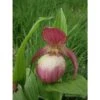 Cypripedium "sabine" (orchidées Terrestres) Taille Pot De 1 Litre - 0/60 Cm