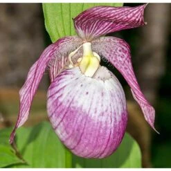 Cypripedium "sabine" (orchidées Terrestres) Taille Pot De 1 Litre - 0/60 Cm 5 Cypripedium "sabine" (orchidées Terrestres) Taille Pot De 1 Litre - 0/60 Cm -Emerald Soldes 640394432f9b38.41064890