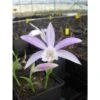 Pleione Formosana Taille Pot De 1 Litre - 0/40 Cm - Blanc Et Rose