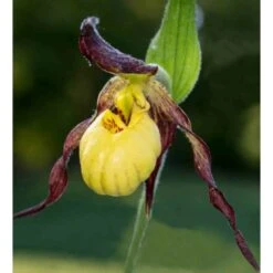 Cypripedium "emil" (orchidées Terrestres) Taille Pot De 1 Litre - 0/60 Cm