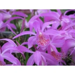 Pleione "tongariro" Taille Pot De 1 Litre - 0/40 Cm