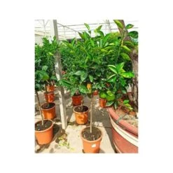 Citrus Sinensis (oranger) Blanc - Taille Pot De 4 Litres - 30/50 Cm -Emerald Soldes 640394663e45d1.54346571
