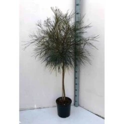 Grevillea Johnsonii (grevillea De Johnson Ou Fleur D'araignée De Johnson,) Taille Pot De 2 Litres 30/40 Cm 6 Grevillea Johnsonii (grevillea De Johnson Ou Fleur D'araignée De Johnson,) Taille Pot De 2 Litres 30/40 Cm -Emerald Soldes 640395516f6179.85467695