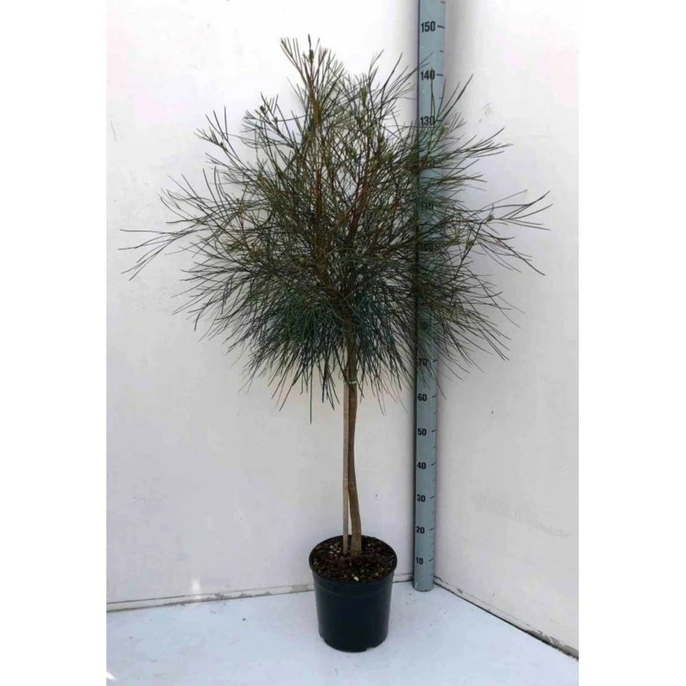 Grevillea Johnsonii (grevillea De Johnson Ou Fleur D'araignée De Johnson,) Taille Pot De 2 Litres 30/40 Cm 3 Grevillea Johnsonii (grevillea De Johnson Ou Fleur D'araignée De Johnson,) Taille Pot De 2 Litres 30/40 Cm – Image 3