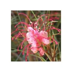 Grevillea Johnsonii (grevillea De Johnson Ou Fleur D'araignée De Johnson,) Taille Pot De 2 Litres 30/40 Cm 7 Grevillea Johnsonii (grevillea De Johnson Ou Fleur D'araignée De Johnson,) Taille Pot De 2 Litres 30/40 Cm -Emerald Soldes 6403955172f749.85396273