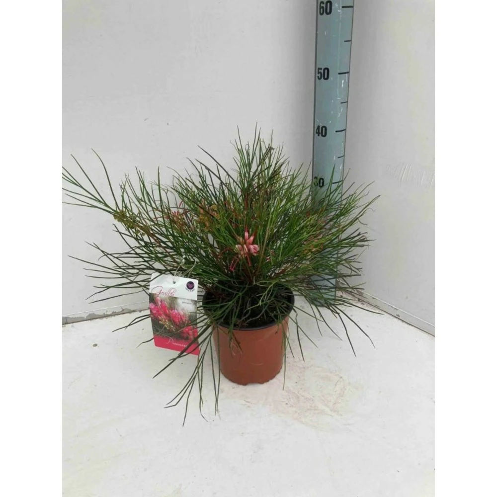 Grevillea Johnsonii (grevillea De Johnson Ou Fleur D'araignée De Johnson,) Taille Pot De 2 Litres 30/40 Cm 1 Grevillea Johnsonii (grevillea De Johnson Ou Fleur D'araignée De Johnson,) Taille Pot De 2 Litres 30/40 Cm