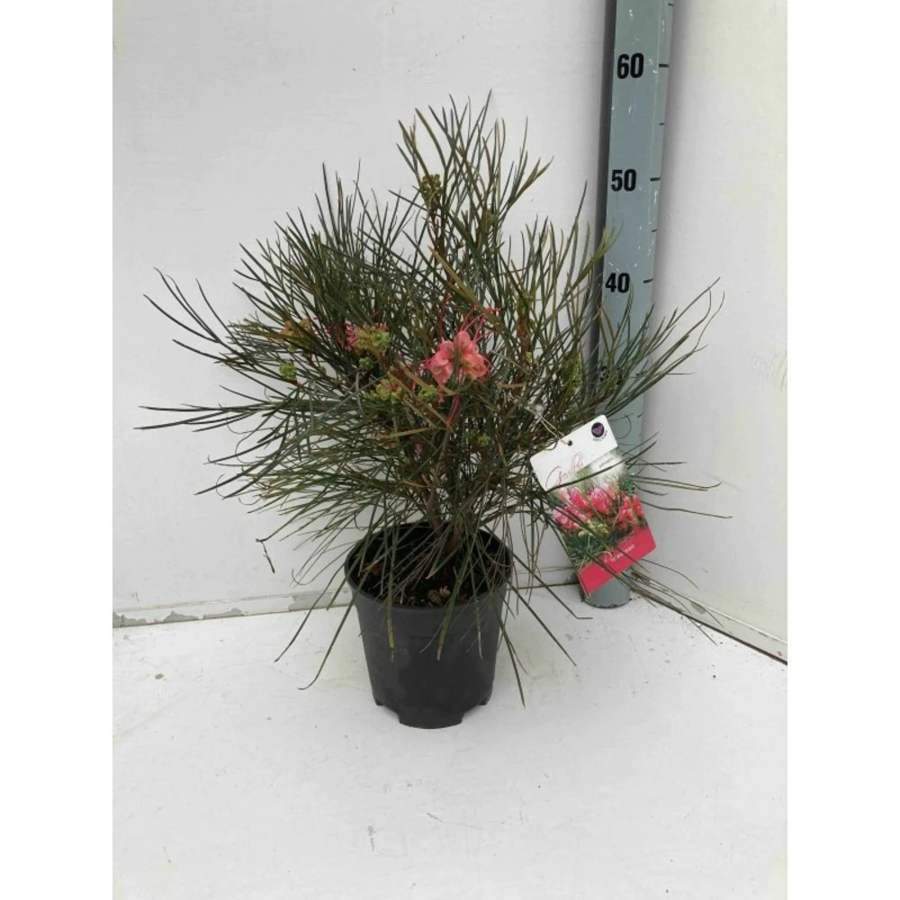 Grevillea Johnsonii (grevillea De Johnson Ou Fleur D'araignée De Johnson,) Taille Pot De 2 Litres 30/40 Cm 2 Grevillea Johnsonii (grevillea De Johnson Ou Fleur D'araignée De Johnson,) Taille Pot De 2 Litres 30/40 Cm – Image 2