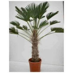 Trachycarpus Wagnerianus (palmier De Chusan, Palmier Moulin à Vent) Tronc De 80/90cm- Total 160/180cm -Emerald Soldes 6403957468c610.93923723