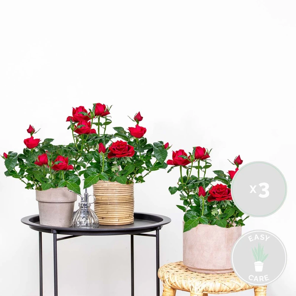 3x Pot Rose Rouge - Rosa - Plante D'intérieur & Terrasse - ⌀12cm– ↕20-30cm 2 3x Pot Rose Rouge - Rosa - Plante D'intérieur & Terrasse - ⌀12cm– ↕20-30cm – Image 2