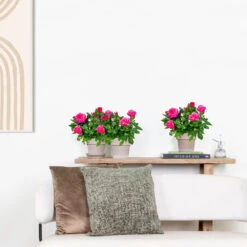 3x Pot Rose Rose - Rosa – Plante De Terrasse & D'intérieur – ⌀12cm – ↕20-30cm 7 3x Pot Rose Rose - Rosa – Plante De Terrasse & D'intérieur – ⌀12cm – ↕20-30cm -Emerald Soldes 64062fbfc0d959.17995780