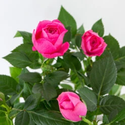 3x Pot Rose Rose - Rosa – Plante De Terrasse & D'intérieur – ⌀12cm – ↕20-30cm 6 3x Pot Rose Rose - Rosa – Plante De Terrasse & D'intérieur – ⌀12cm – ↕20-30cm -Emerald Soldes 64062fbfd17801.69056399