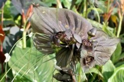 Kit De Culture - Fleur Chauve-souris - 10 Graines - Tacca Chantrieri -Emerald Soldes 64063aa2db9035.02599166