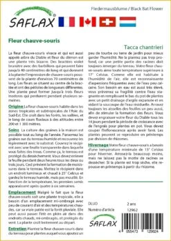 Kit De Culture - Fleur Chauve-souris - 10 Graines - Tacca Chantrieri -Emerald Soldes 64063aa2e09686.92559263