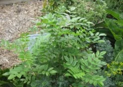 Kit De Culture - Réglisse Glabre - 30 Graines - Glycyrrhiza Glabra -Emerald Soldes 6406410a16bf83.47783647