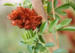 Kit De Culture - Réglisse Glabre - 30 Graines - Glycyrrhiza Glabra -Emerald Soldes 6406410a209c89.30083394