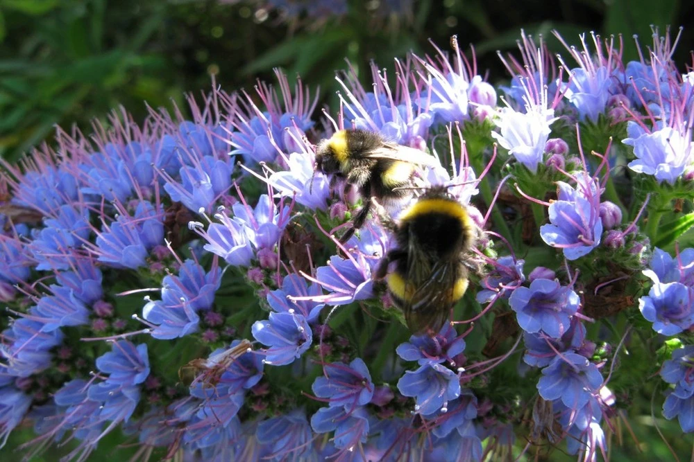 Kit De Culture - Vipérine De Madère - 100 Graines - Echium Fastuosa 6 Kit De Culture - Vipérine De Madère - 100 Graines - Echium Fastuosa – Image 6
