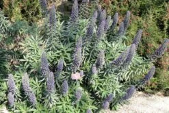 Kit De Culture - Vipérine De Madère - 100 Graines - Echium Fastuosa 11 Kit De Culture - Vipérine De Madère - 100 Graines - Echium Fastuosa -Emerald Soldes 640641228ae338.50050916